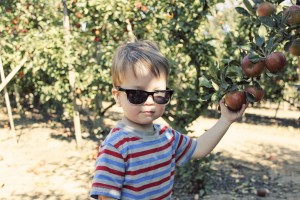 Apple Picking_3185