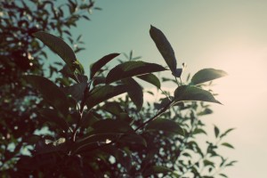 Apple Picking_3191